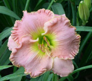 Pink Limoges